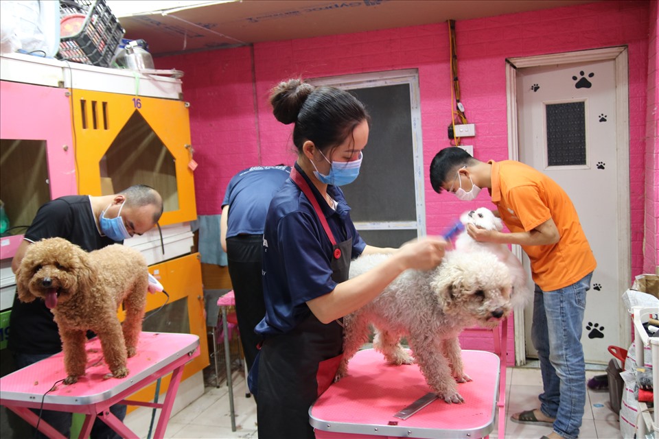 Công việc làm đẹp, cắt tỉa lông, vệ sinh để đảm bảo sức khỏe cho thú cưng