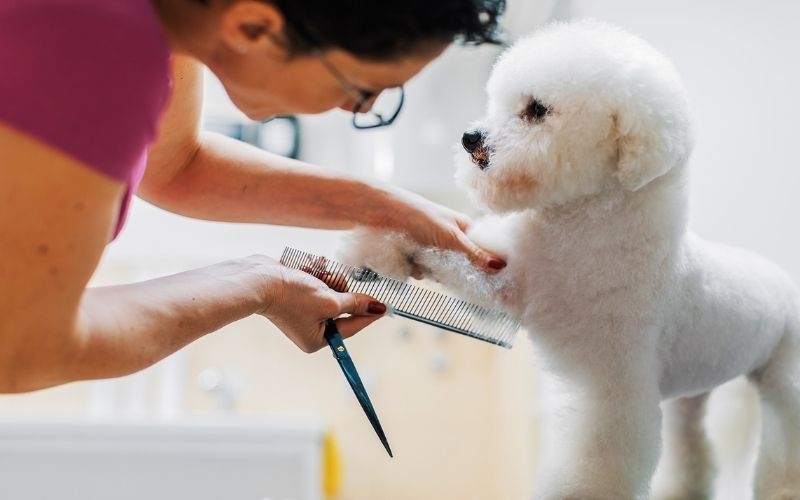 Nhà tuyển dụng nhân viên chăm sóc thú cưng cần có kỹ năng khéo léo và tỉ mỉ