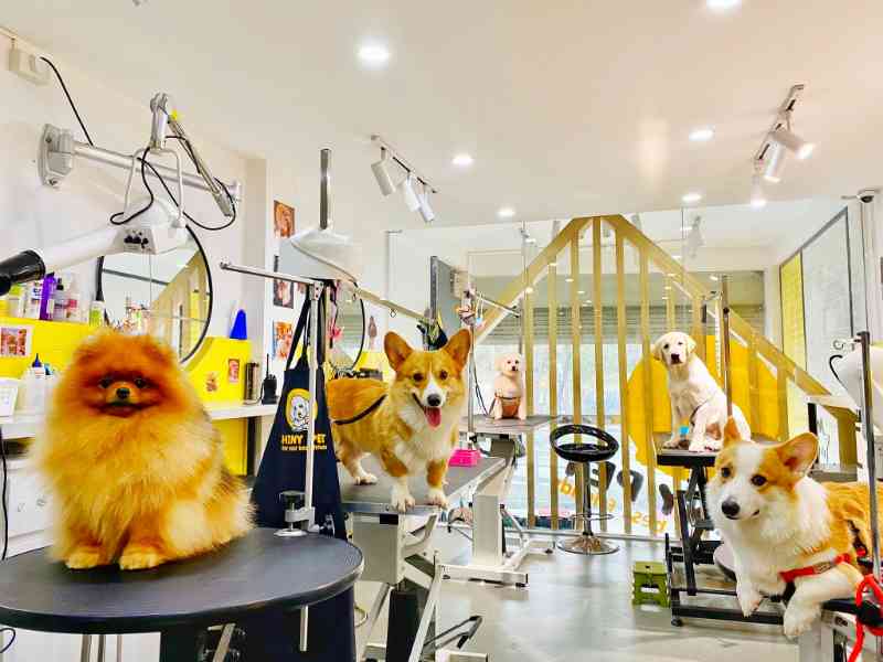Hình thức tuyển dụng nhân viên Spa/ chăm sóc thú cưng khá linh hoạt