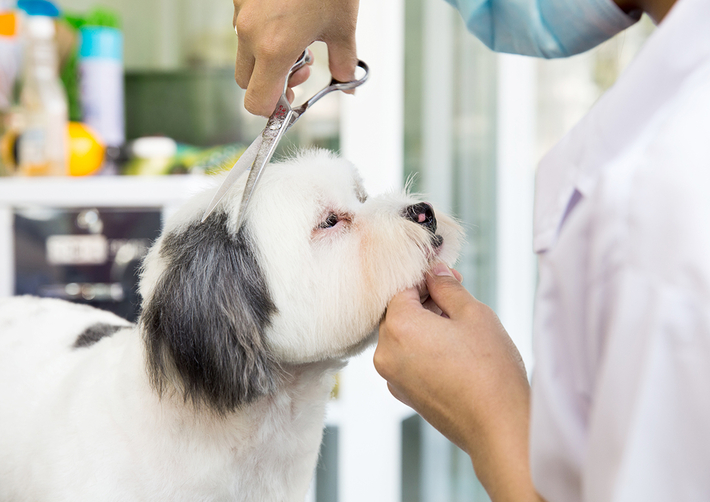 Thành phố Đà Nẵng phổ biến chăm sóc thú cưng tại nhà nên nhu cầu tuyển nhân viên chăm sóc gia tăng