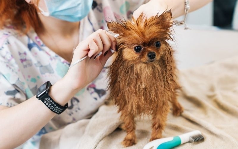 Nhiều dịch vụ chăm sóc thú cưng phát triển tại trung tâm thành phố lớn