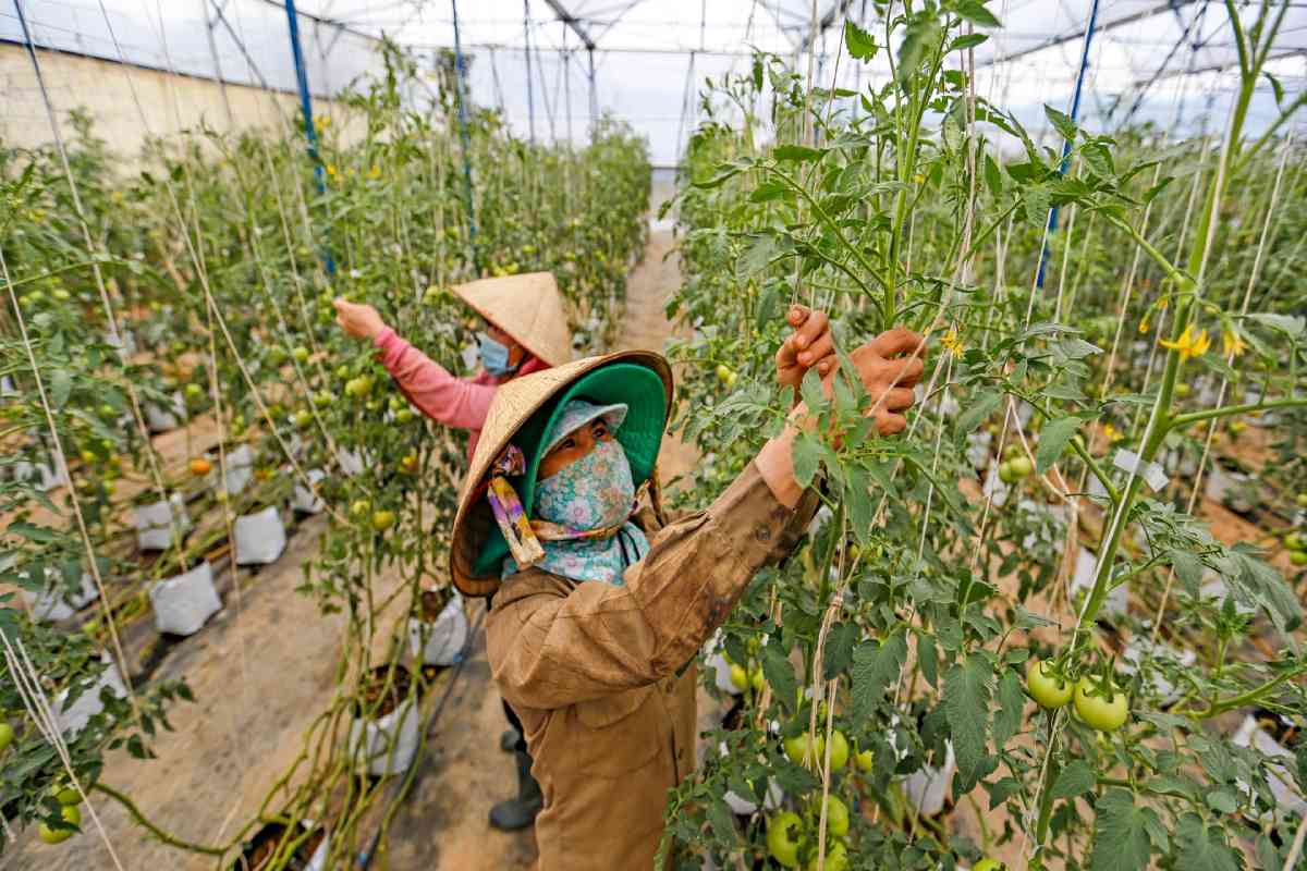 Các nhà vườn luôn có nhu cầu tuyển lao động địa phương