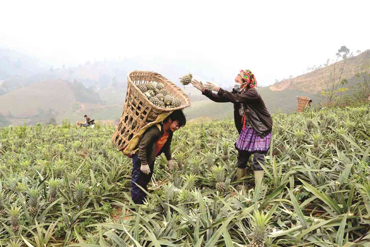 Thu nhập của người lao động tại Lào Cai đang dần được cải thiện