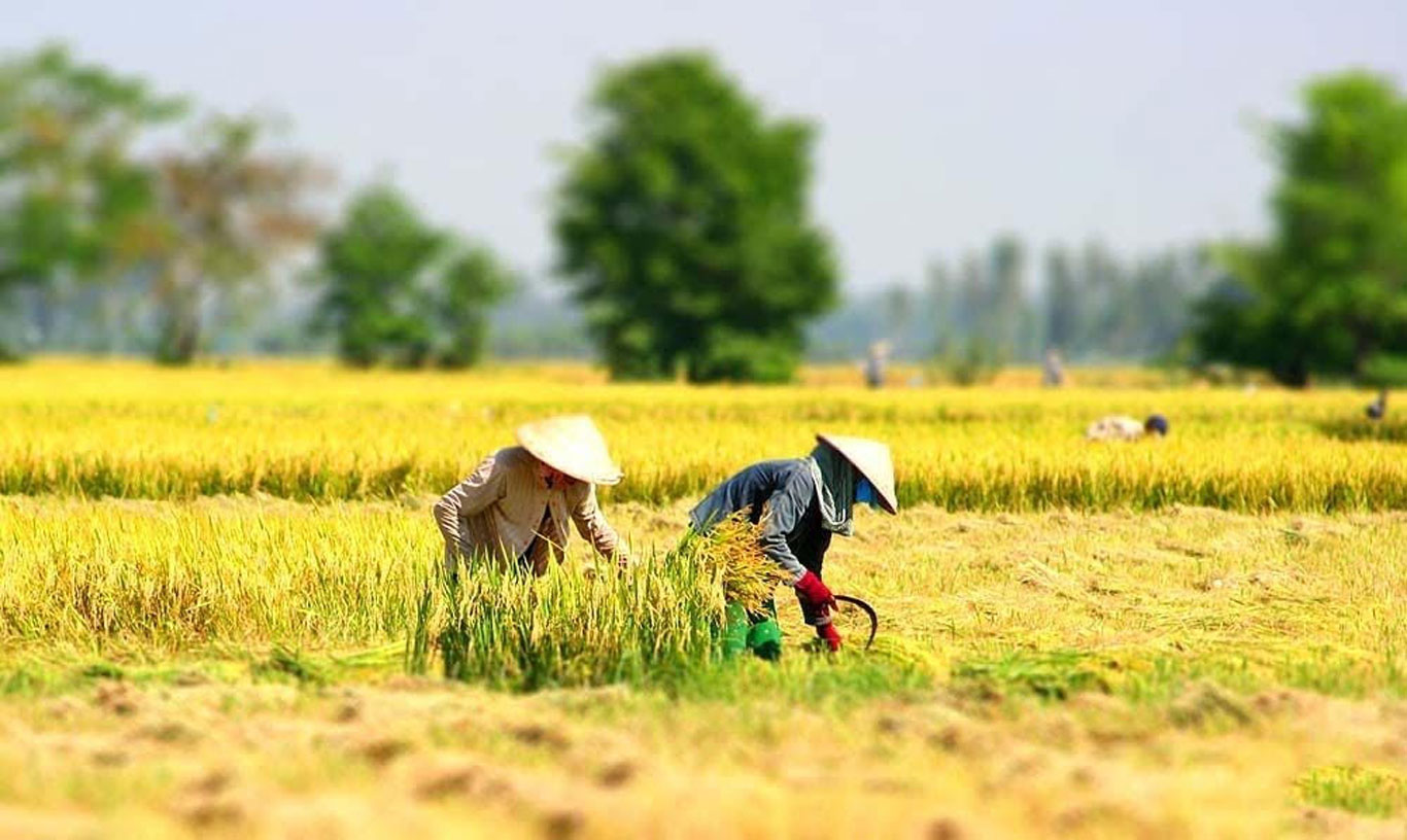 Nhu cầu việc làm Bạc Liêu tại Hòa Bình khá đa dạng