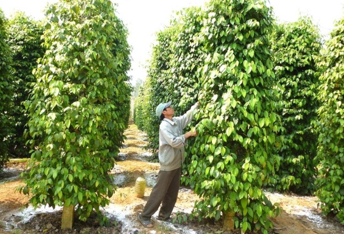 Ứng viên từng có kinh nghiệp chăm sóc cây cối sẽ là một điểm cộng khi ứng tuyển việc làm ngành nông nghiệp